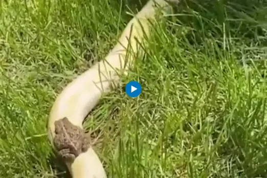 Viral video