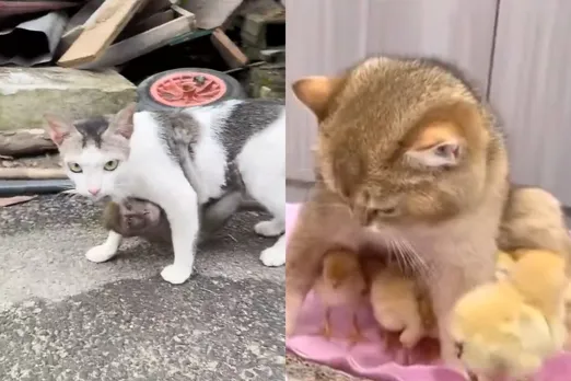 Viral video