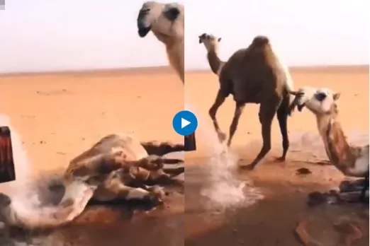 Viral video