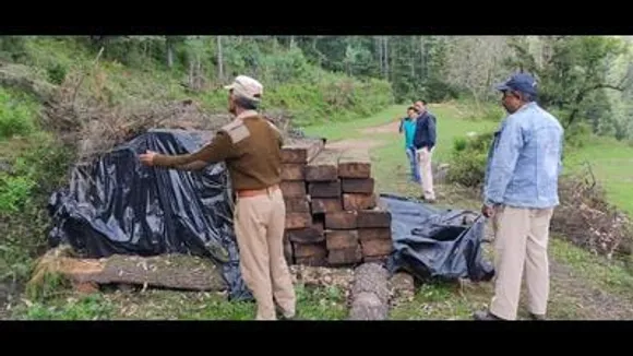 Timber mafia
