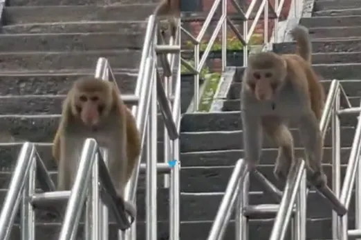 Animal Viral Video
