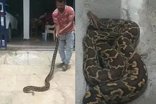 Animal viral video