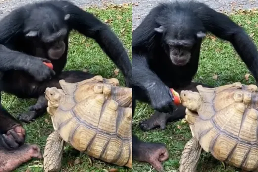 Animal viral video