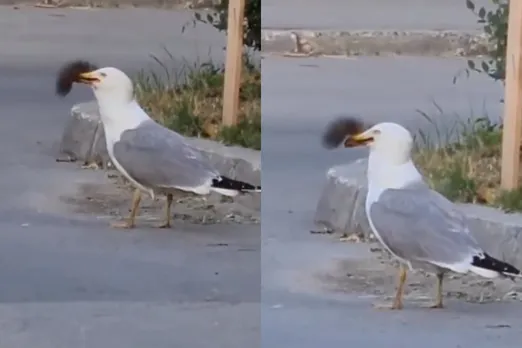 Animal Viral Video