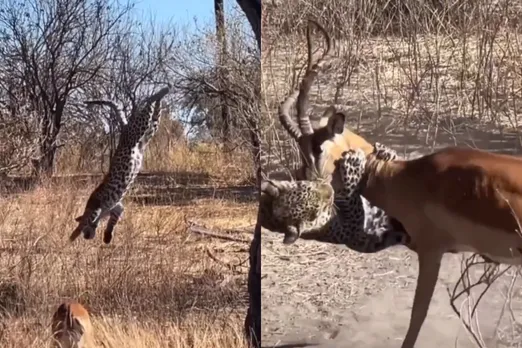 Animal Viral Video