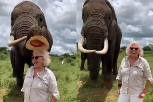 Animal Viral Video