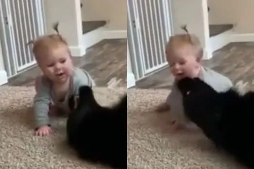 Animal Viral Video