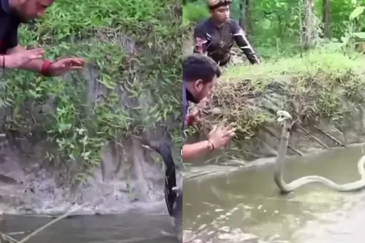 Animal viral video