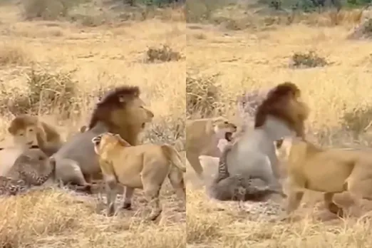 Animal viral video