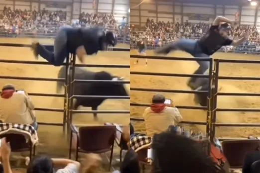 Animal viral video