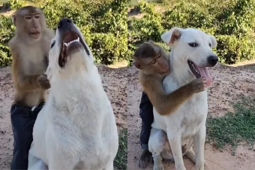 Animal viral video