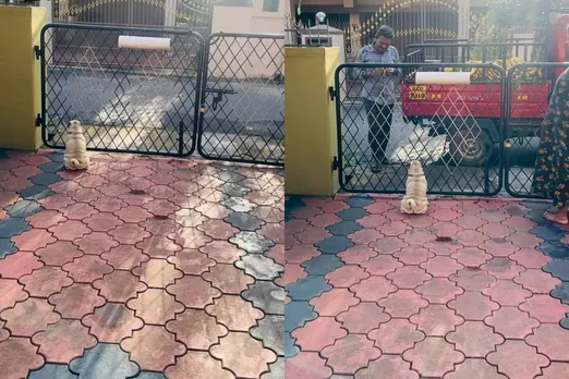 Animal viral video