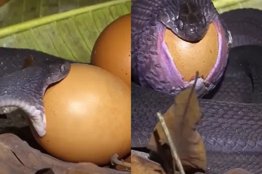 Animal viral video