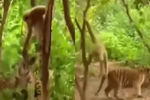 Animal viral video