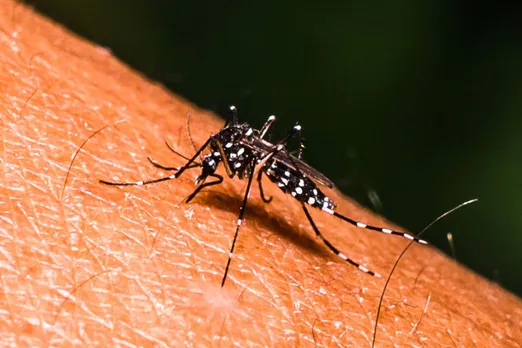 Dengue