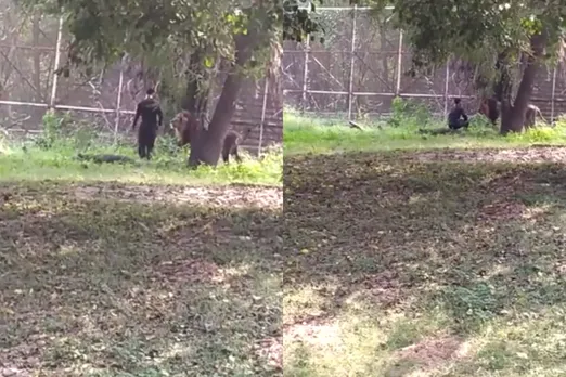 Animal Viral Video