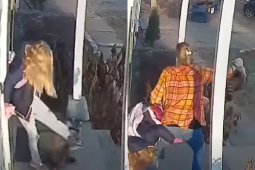 Viral Animal Video