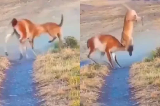 Viral Animal Video