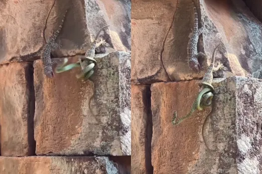 Viral Animal Video
