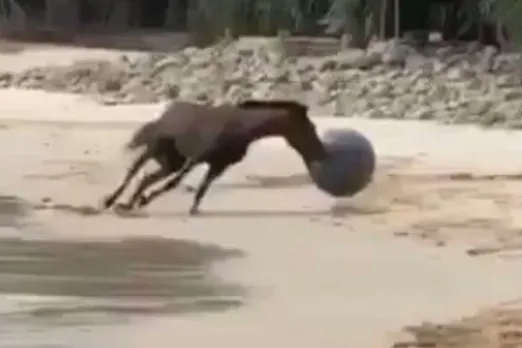 Viral Animal Video