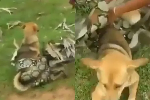 Viral Animal Video