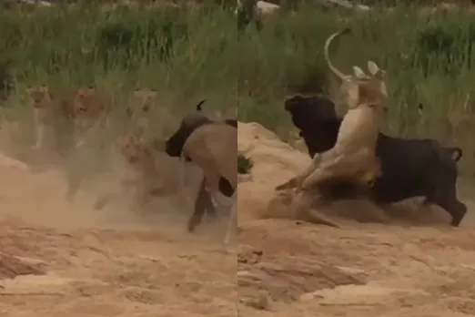 Viral Animal Video