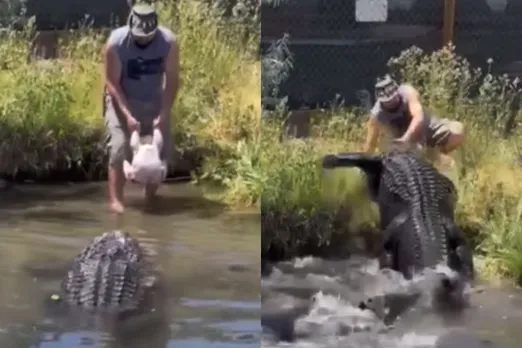 Viral Animal Video