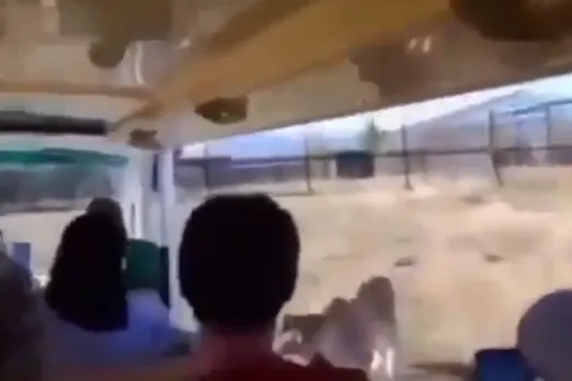 Viral Animal Video