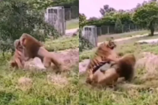 Viral Animal Video