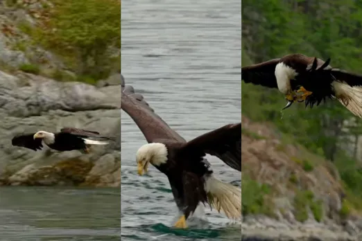 Viral animal video