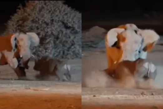 Viral animal video