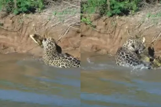 Viral Animal Video