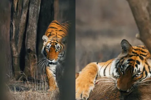 Viral Animal Video