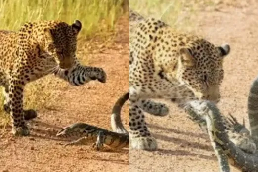 Viral animal video