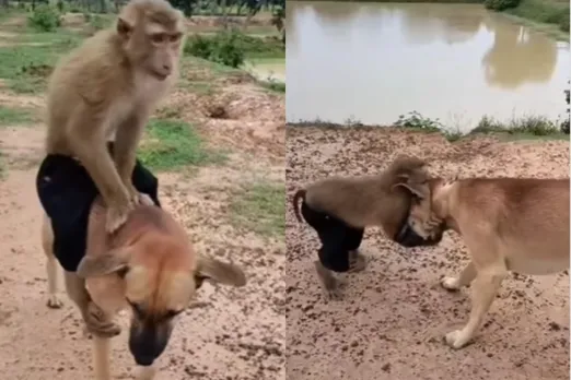 Viral animal video