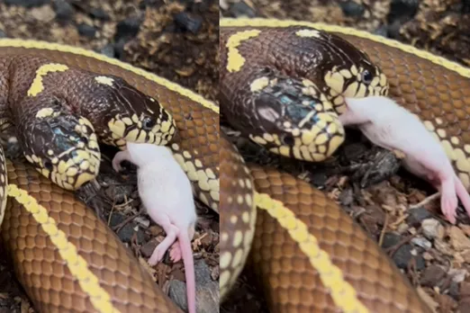 Viral animal video