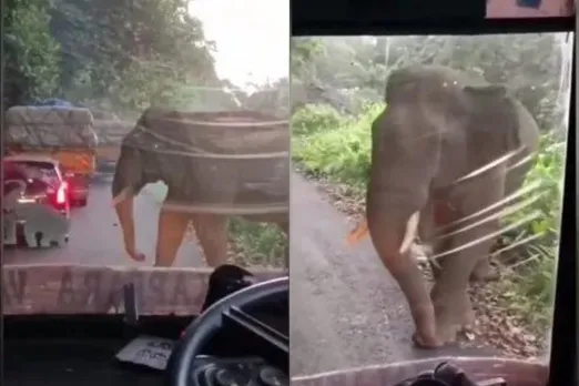 Viral animal video