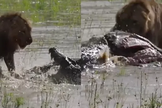 Viral animal video