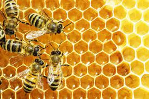 Uttarakhand bee
