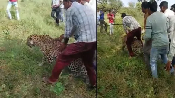 Leopar