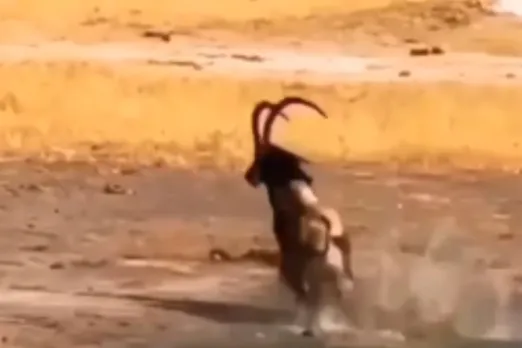 Animal Viral Video