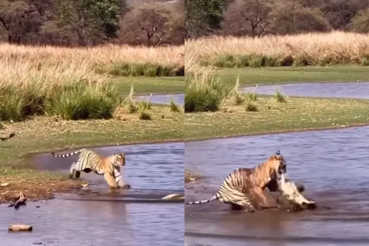 Animal Viral Video