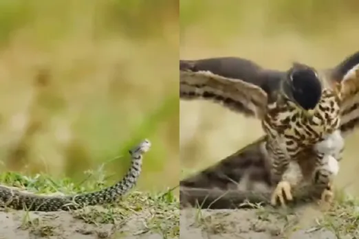 Animal Viral Video
