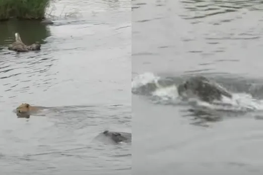 Animal Viral Video