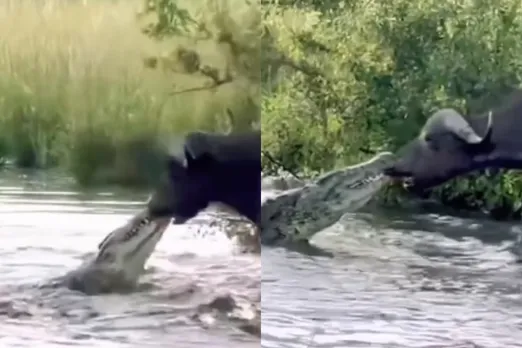 Animal Viral Video