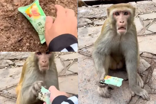 Animal Viral Video