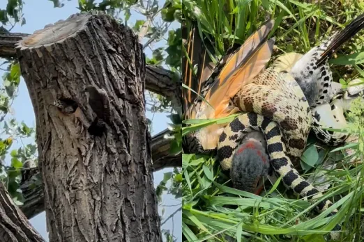 Viral Animal Video