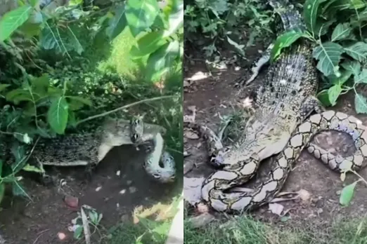 Animal Viral Video