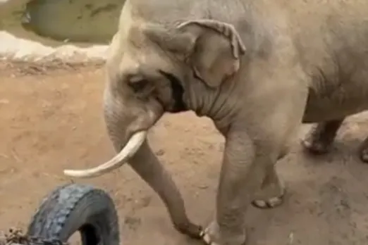 Animal Viral Video