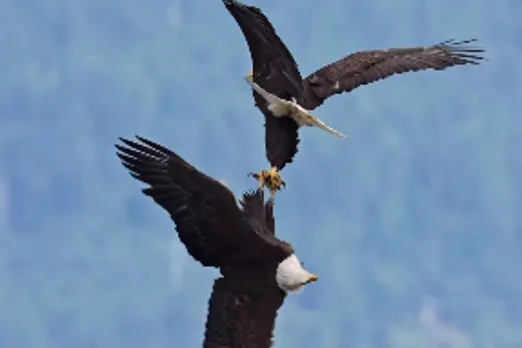 Viral Animal Video